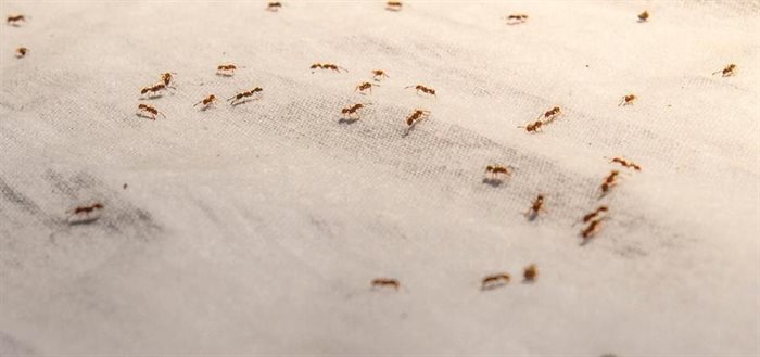 El mosquito tigre y otros bichos que pueden ser un peligro este verano en nuestras casas